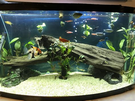 Large fish aquarium decorations - Large Aquarium Decoration, Fish Resin Rock, Fish Tank Aquarium Ornament, Fish Tank Landscape Decoration, Mountain View, Cave (468) $ 32.51. FREE shipping Add to cart ... 